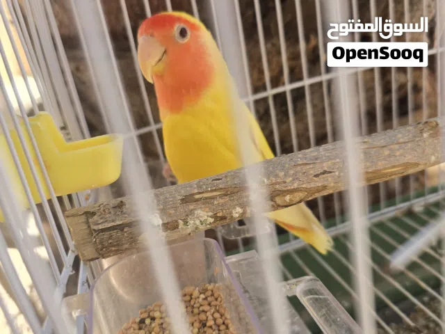 دكر روز عين حمرا عيبه عنده رجله مقطوعه وبصحه ممتازه