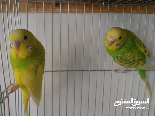 طيور البادجي للبيع 7طيور 21 ريال