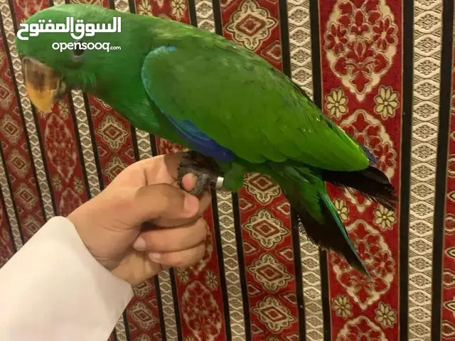 ذكر بغبغان اكلكتوس عمر 6 شهور هادي واليف وبداية كلام وبرطمة وامن على الأطفال جداً بدون عض