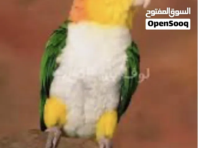 مطلوب فحل كايك للإنتاج