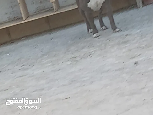 كلب بيتبول ما شاء الله