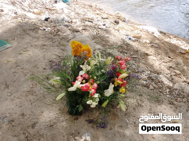 منزل الجار مكون من ثلاثة غرف