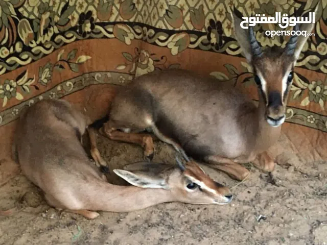 مطلوب غزلان الدماني التواصل الواتساب