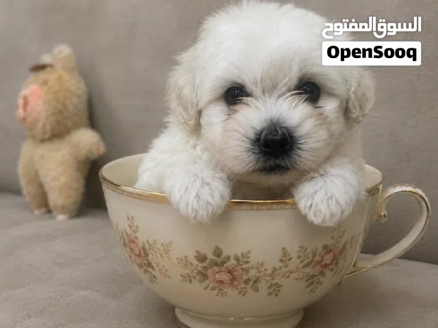 جرو فرنش تيرير من أعلى المستويات الي بل اردن أهالي مستوردين حجم صغير جدا اصغر من كفه اليد فطم جديد