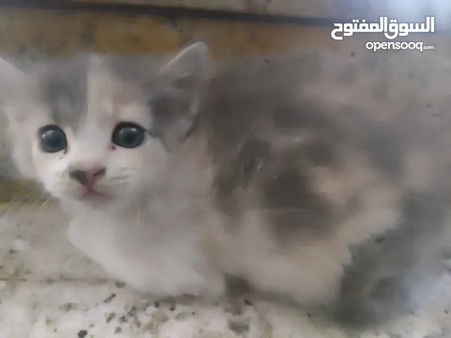 بسة للتبني