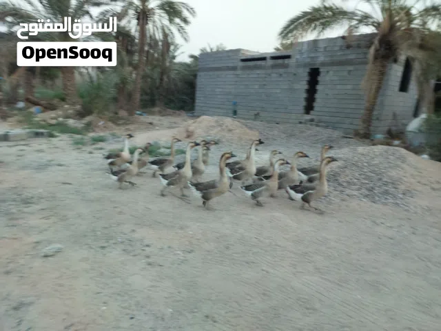 بط للبيع  في البصرة