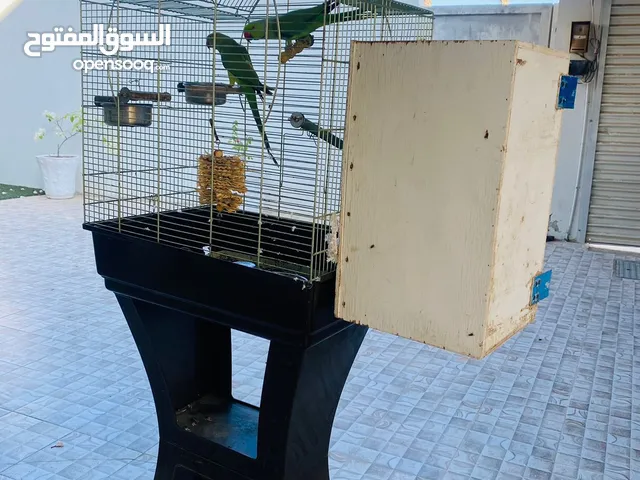 قفص بستاند مع طيور الدره.كوكتيل وايت فيس العدد 12.زوج دره.اقرأ التفاصيل