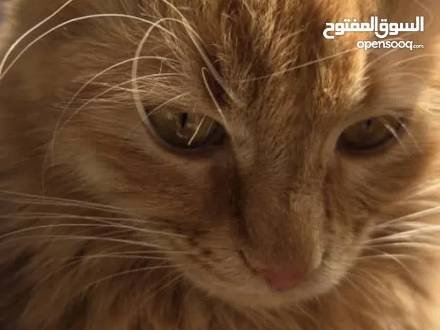 قط ذكر شيرازي عمر سنه و هادئ و نظيف جدا