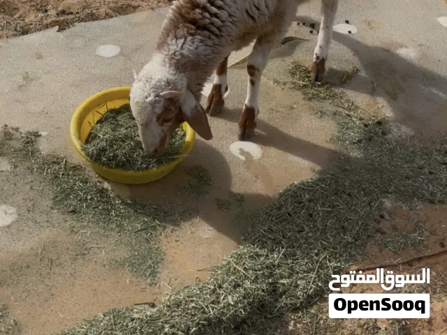 الله يبارك العمر7شهور