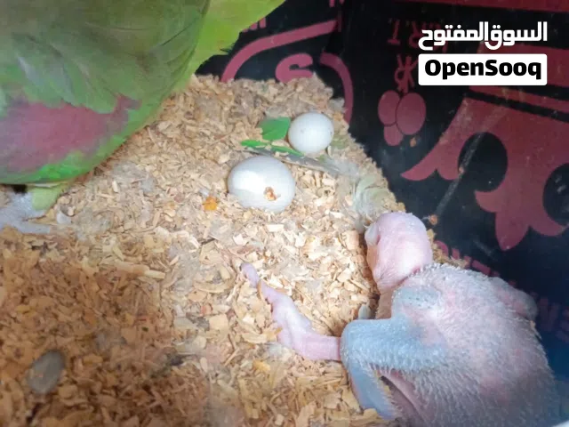 فرخ درة نيبالي