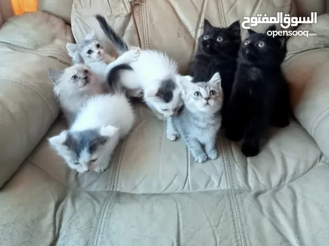 Mix shirazi and Scottish kitten 2 months old
