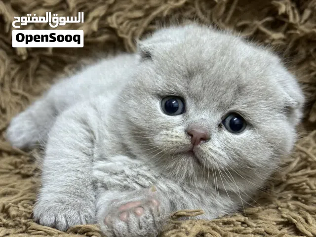 كتن سكوتش فولد