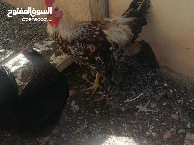 ديك بلدي قوي بعمر 7 اشهر للبدل على 5 صيصان لوهم عمر 3 اشهر او 8 جاجات بلدي رزي عمر 3 اشهر.....