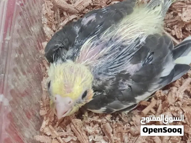 متوفر طروف حبشي ترويض متعودات ع شرنقة طرف معاه شرنقة وماكلته وحافظه سعر طرف 100