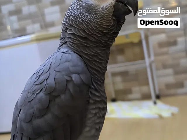 كاسكو اليف ومتكلم جدآ