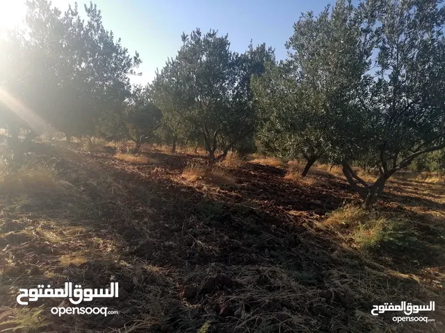 Farm Land for Sale in Jerash Al-Rashaida