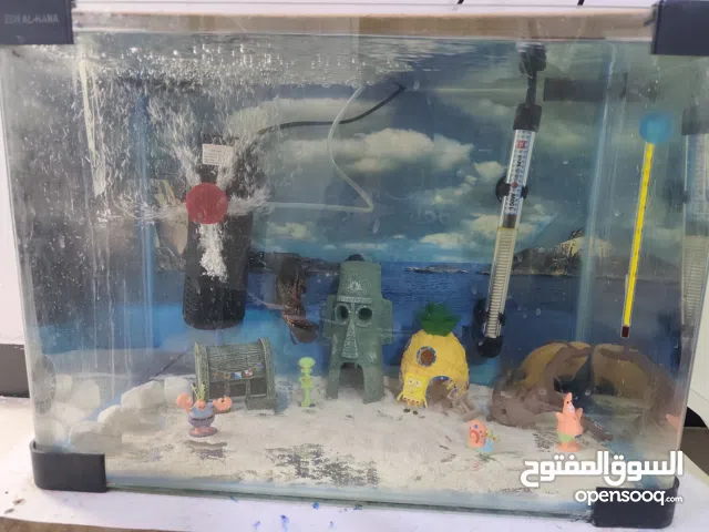 حوض اسماك يحتوي على اثنين اوسكار بطول اصبع وببغاء قياس 30في 50 سعر 60