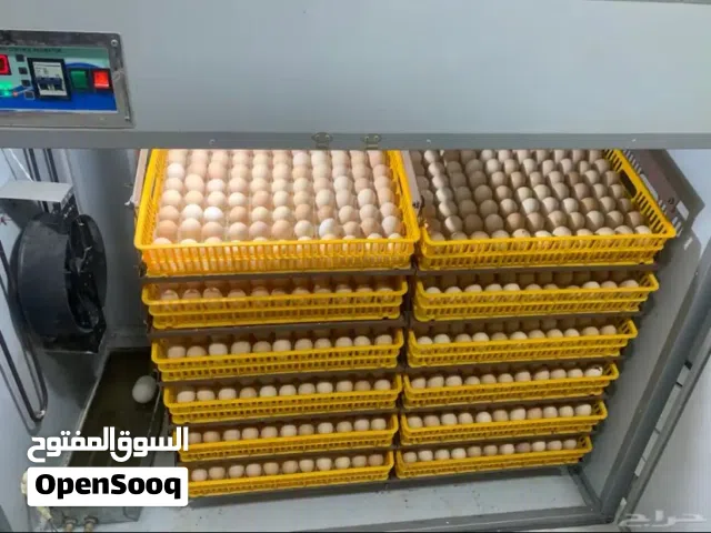 بيض لاحم روس 308مخصب
