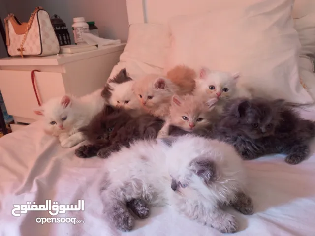 قطط للبيع النوع شيرازي لعوبين جدا