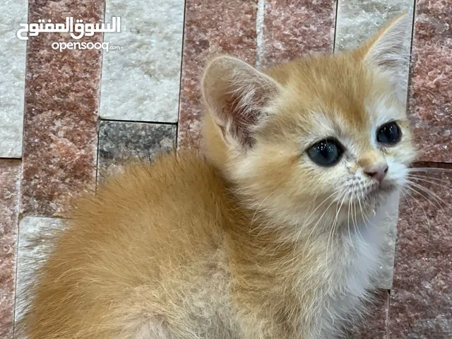 بيع قطط سكوتش جولد ستريت