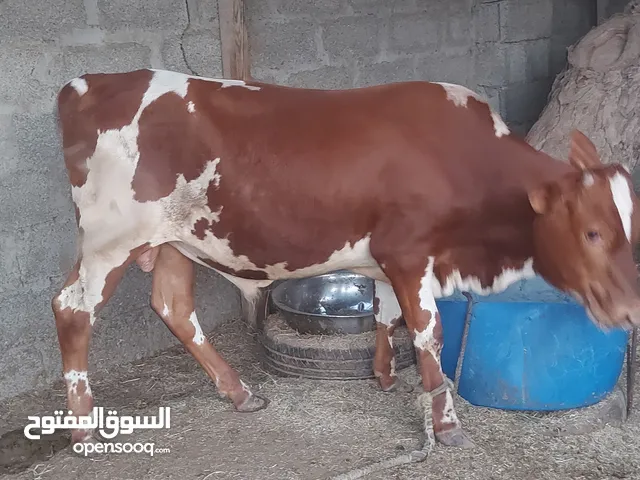 ثور ظفاري ممتاز
