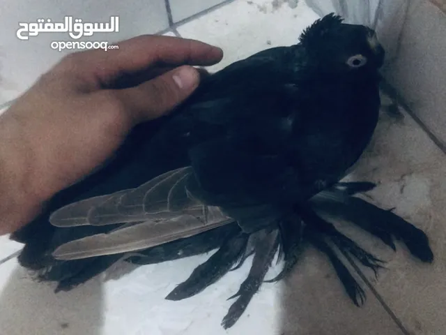 حمام ذكر الاسكا اسود ملكي للبيع