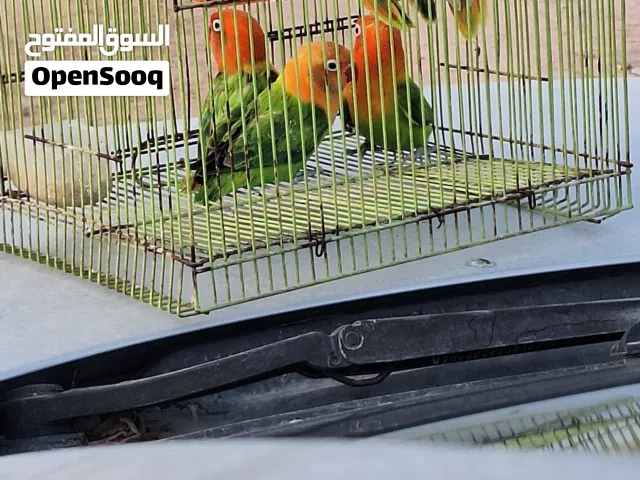 انتاج فيسر قرين