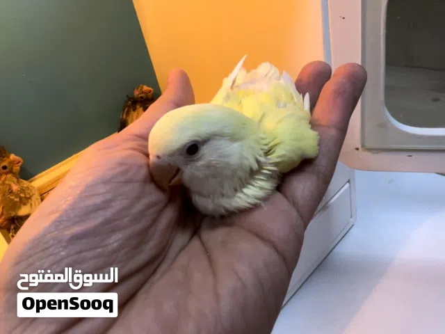 فروخ كروان ولف بيرد (عس) للبيع صحة ونظافة