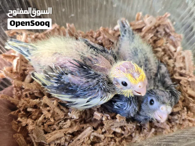 متوفر مجموعه كوكتيل ترويض بين ملطع وحبشي
