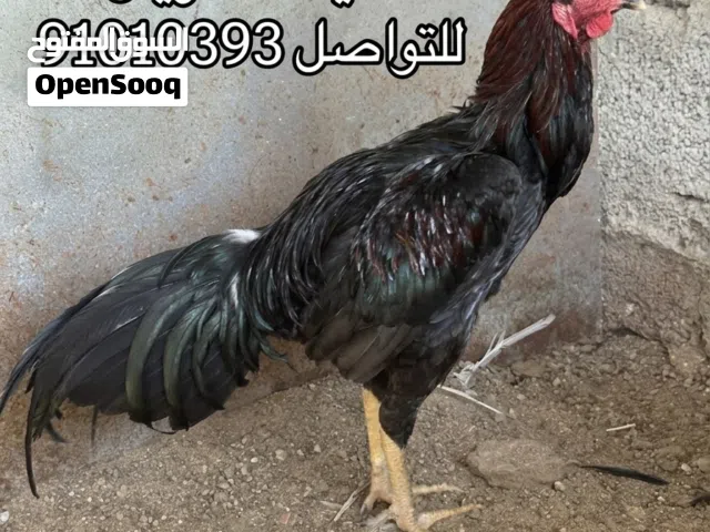 للبيع طيور تربيه متنوعه