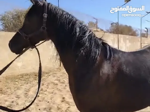 اسمها شيما خيل مهره بهماء سوداء مميزه ابوها الصعيدي العمر 5 سنوا ت معشره