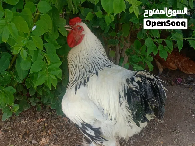 ديج ودجاجة نوع براهما دكتور