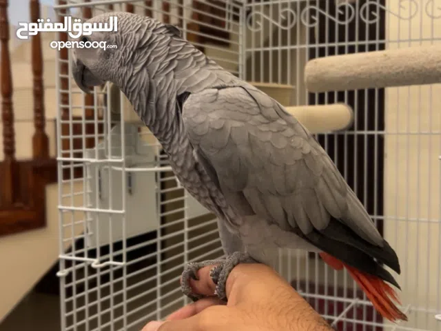 للبيع كاسيكو اليف جدا ومتعلم ومتحدث بطلاقه