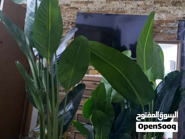 زرع اصطناعي حجم كبير