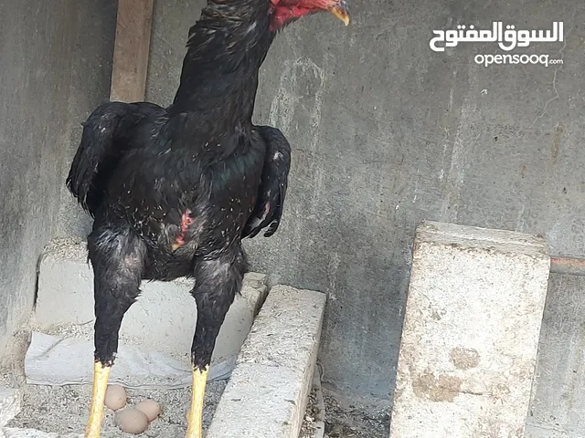 ديك باكستاني حر