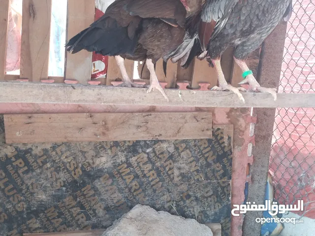 للبيع دجاج باكستاني