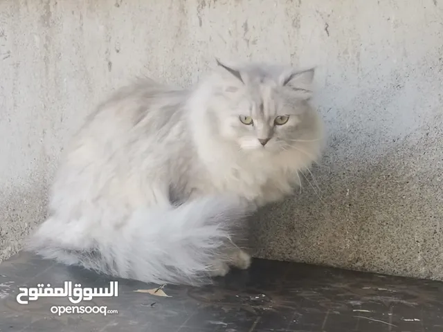 3قطط اناث للبيع