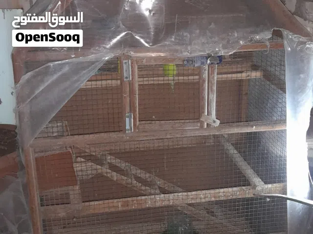 طيور حب للبيع هنة والقفص مالتهن 5 طيور هنة 3 منهن لون ازرق و2 لون اصفر