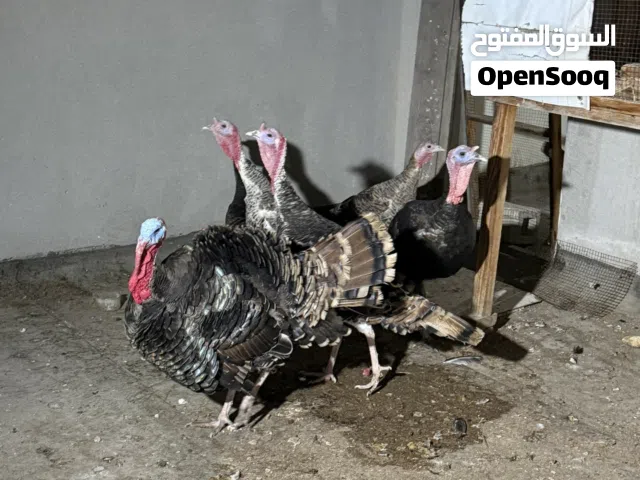 للبيع ديك رومي امريكي
الرجاء قراءه الوصف