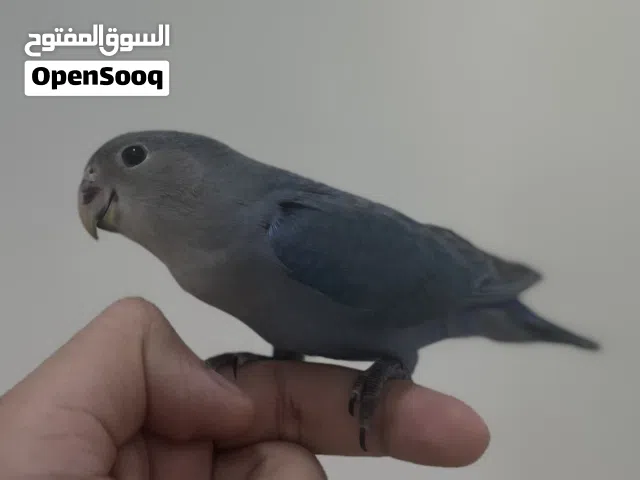طير لافبيرد متعلم وأليف