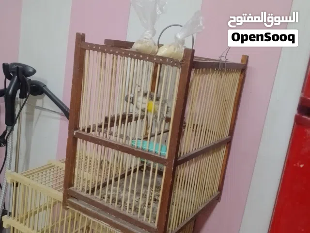 بلبل أليف طينه