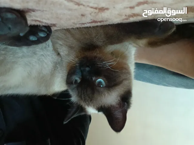 قط سيامي للبيع ذكر العمر 12 شهر