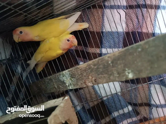 زوج روز للبيع مستعجل اقرا الوصف ضروري
