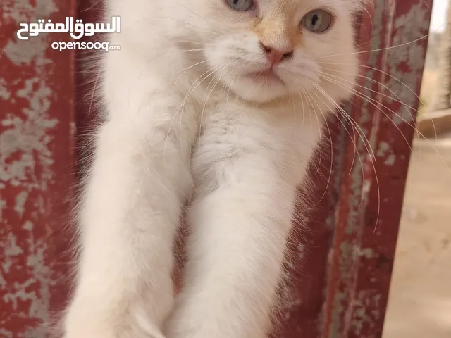 قطط ماشاءالله للتبديل بهاتف اوللبيع 600