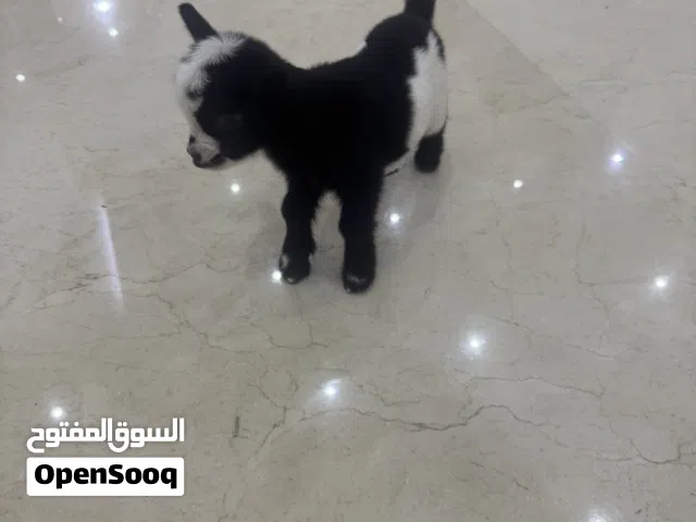 ماعز قزم انثى حق الانتاج