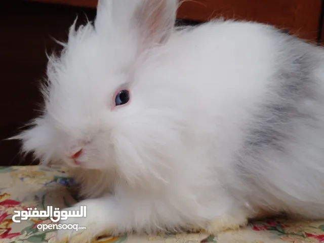 ارنب ذكر انقورا انجليزي قزمي