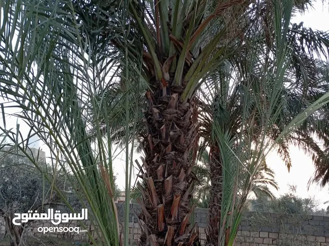 نخيل طول 3متر للبيع