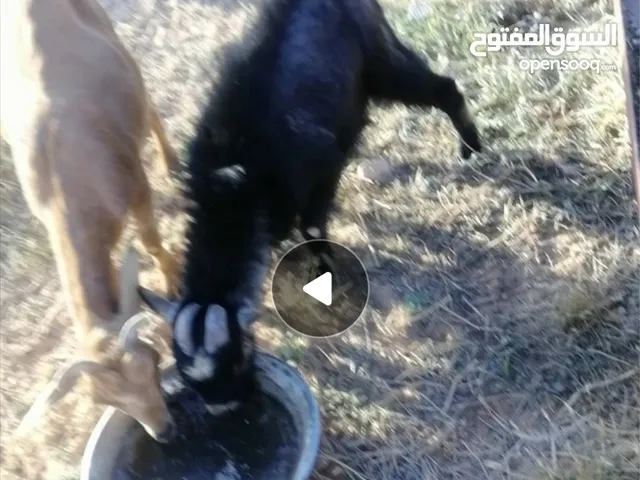جدي فحل ثني فلبيني وعنز سداس تحتها عناق فلبينيات