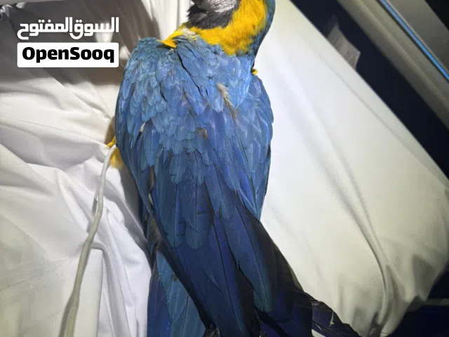 MACAW PAROT (5 months old (male)