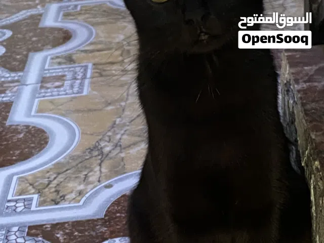 قطط لتبني ام و اطفالها